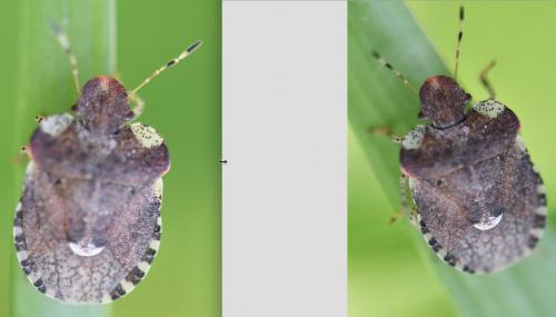 Dyroderes umbraculatus